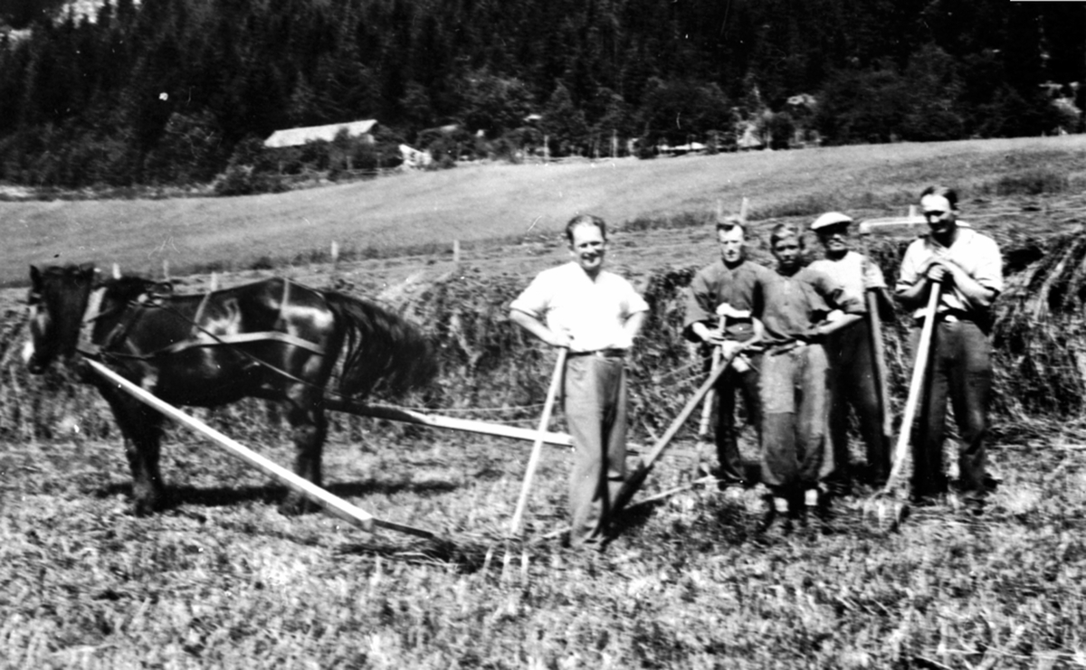 Høyonn på Ambli gård, Ring, Ringsaker. Fra venstre er Sverre Furu, Sigurd Mariendal, Einar Hulleberg, Johannes Rundhaugen, Ivar Windju. Hesjer, hest.