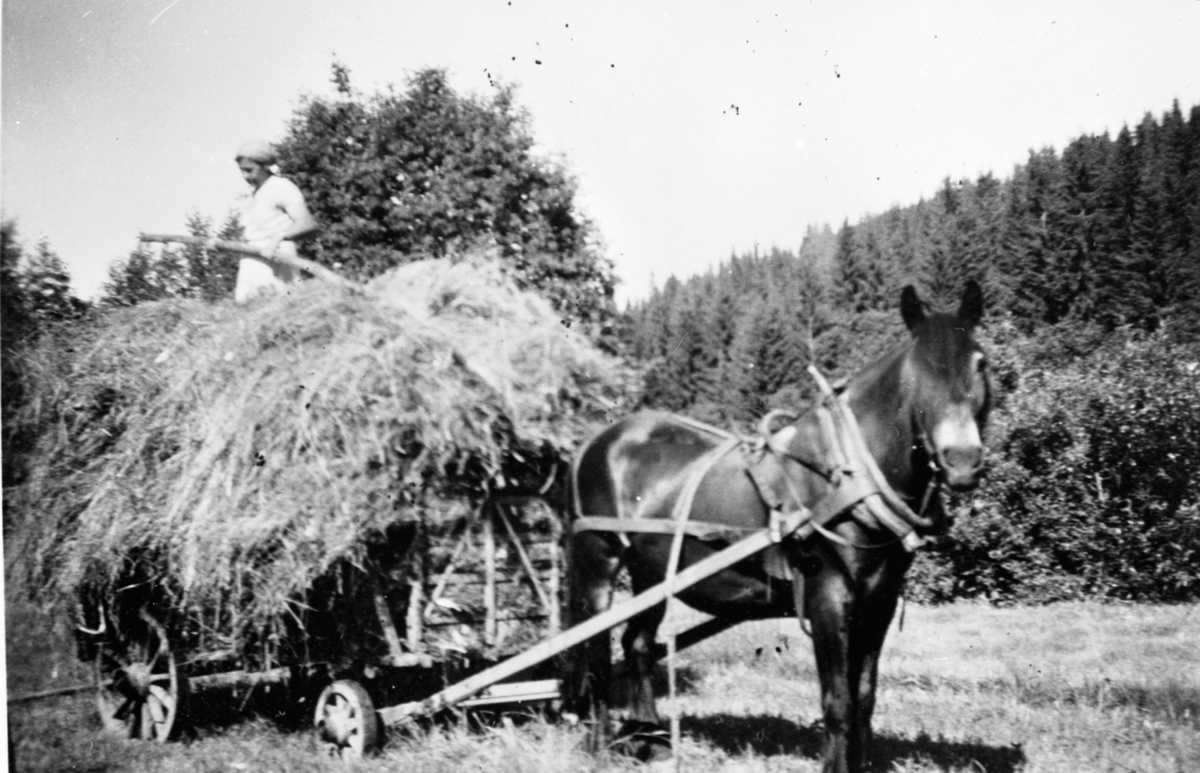 Høyonn på Haugstuen, Veldre, Ringsaker. Hest med høykjerre. Dame på lasset.