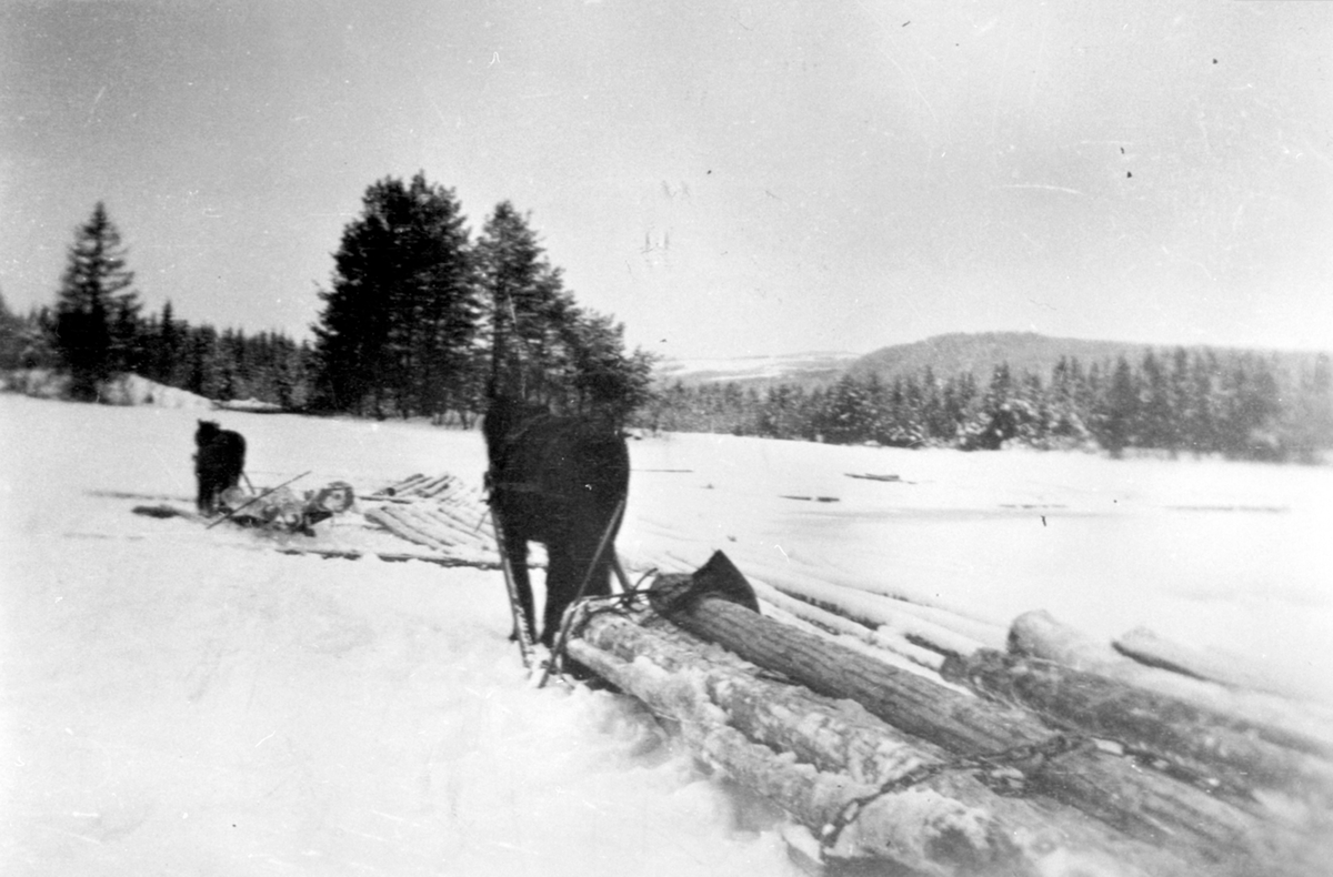 Tømmerlunning med hester til Mjøsstranda i Kvarbergvika. Fra Røhrsveen, Ringsaker.