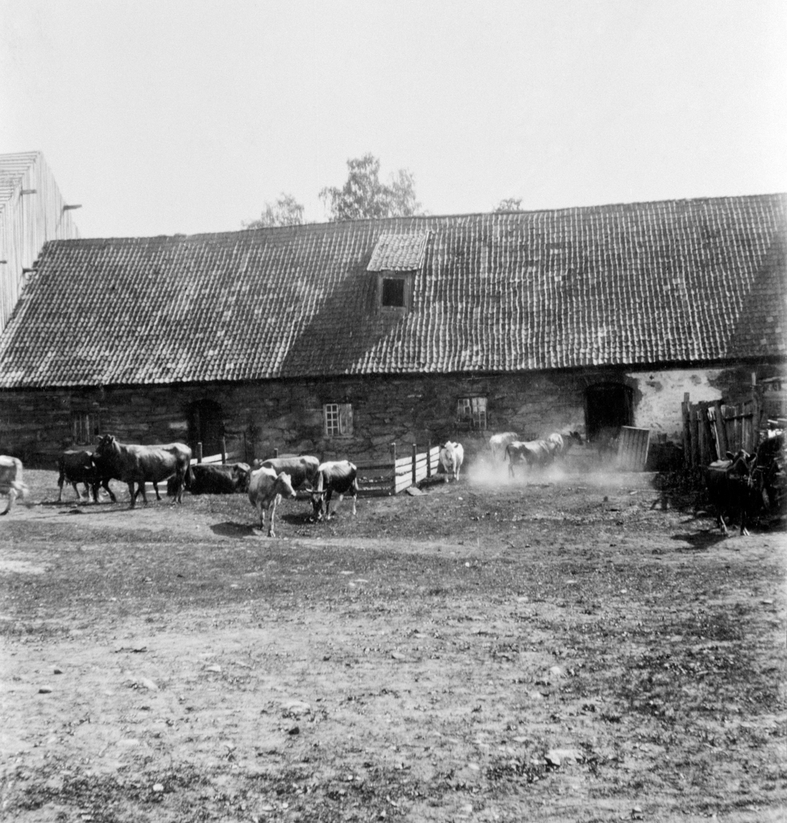 Ringsaker, kuer foran gammelt steinfjøs på Tande gård,