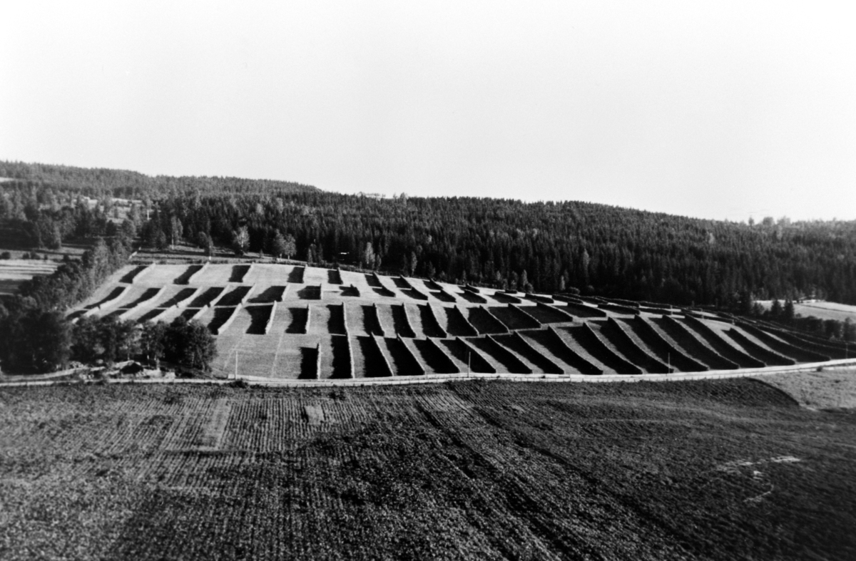 Slåttonn, høytørk på mange hesjer på Storåkeren, Heramb gård, Gaupen, Ringsaker.