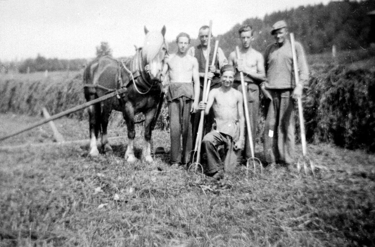 Høyonn på Kolstad østre, Veldre, Ringsaker. Fem menn med høygafler. Hest med sleperive. Fra venstre er ukjent, Kristian Øverlien, Arne Tangnes, Kåre Olstad. Foran er Ole Egilsen.