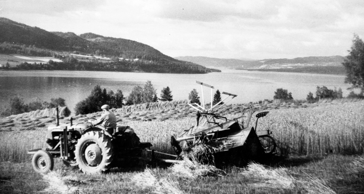 Skuronn på Heggenhaugen, Ringsaker. Traktor med sjølbinder i rugåkeren.