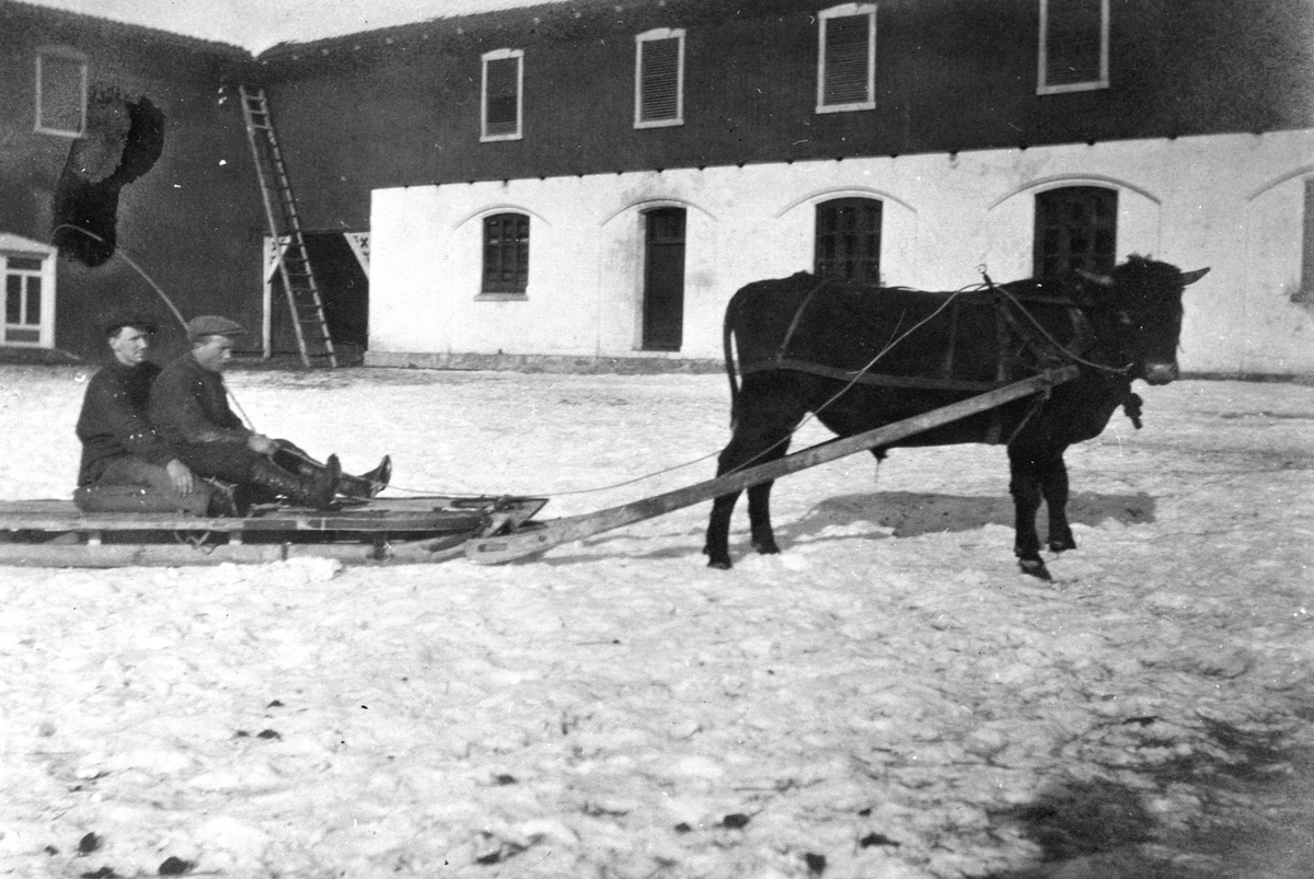 Kjøreokse med slede og to menn foran fjøslåven på Hoel gård, Nes, Hedmark.