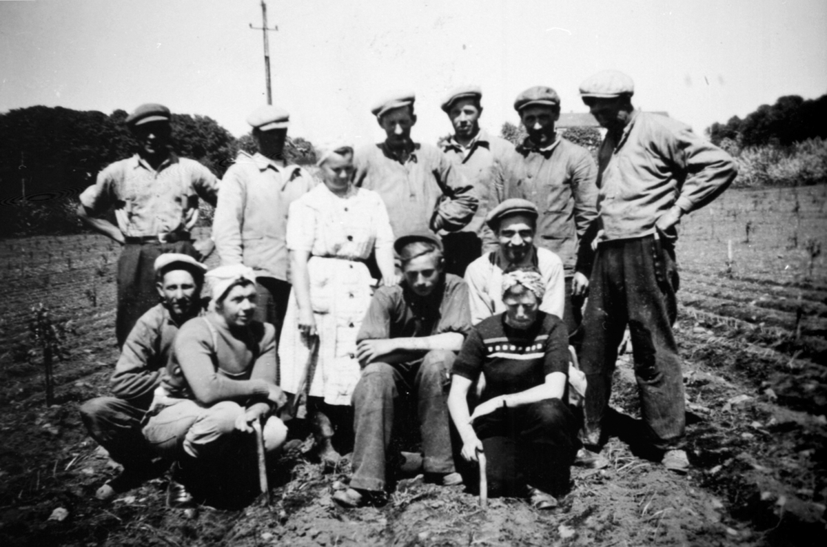 Planting av løk på Hoel gard, Nes, Hedmark. Bak fra venstre er Arve Edvardsen, Johan Haugom, Kolbjørn Haugom, Edvin Evensen, Martin Myrbostad, Tore Edvardsen, Foran fra venstre Johan Johansen, Gudrun Johansen, Ingeborg Christensen, Kåre Haugom, Ola Nyhus, Oddbjørg Nikolaysen.