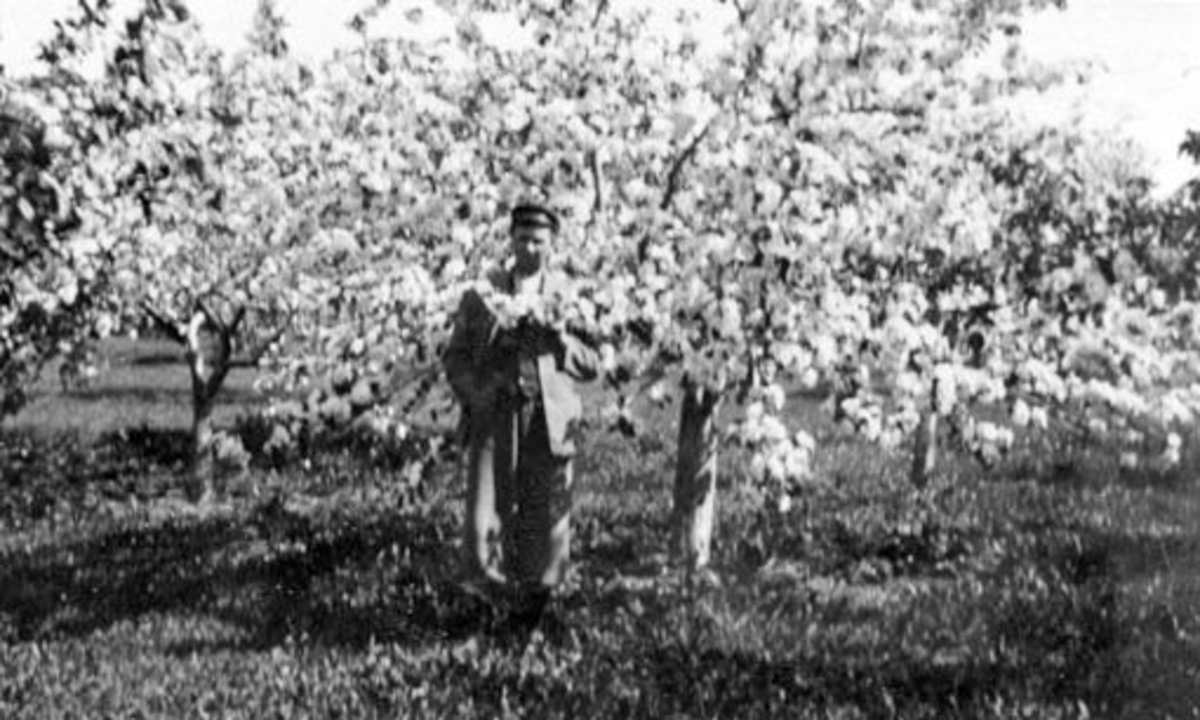 Asbjørn Feiring (1882-1967) under frukttrær i blomstring på Bjørnstad, Nes, Hedmark.