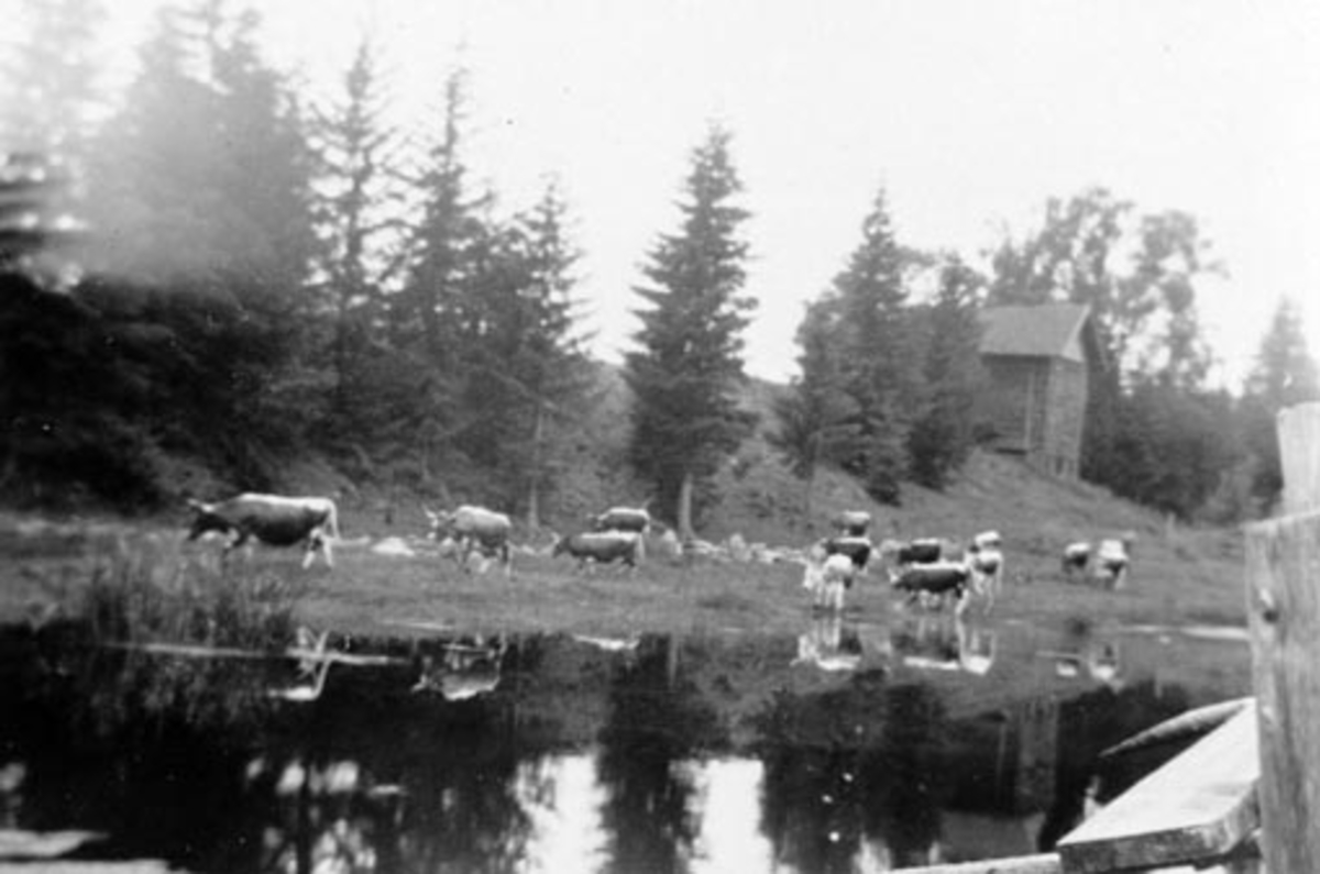 Gåsedammen på Bjørnstad, Nes, Hedmark. Kuer på beite. Kornstabburet i bakgrunnen.