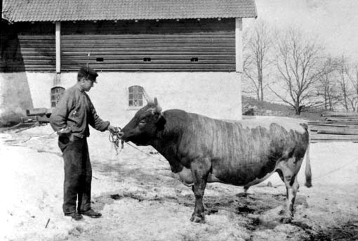 Mann med okse. Fjøset på Grefsheim, Nes, Hedmark i bakgrunnen.