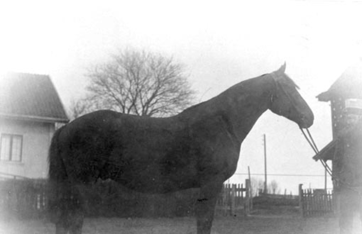 Johan Nylendet, (1852-1930) gardskar på Balstad, Nes, Hedmark med hesten "Stjernhild".