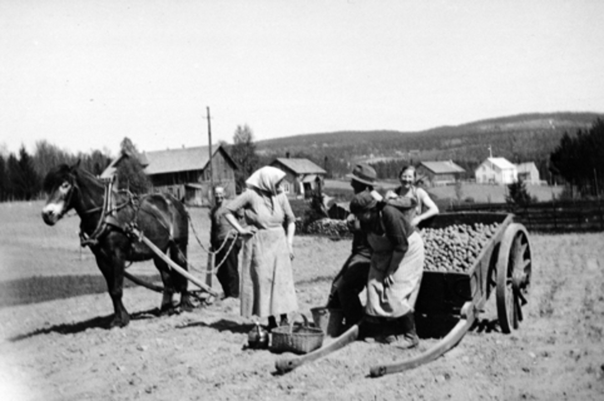 Potetsetting i Vesteng, Furnes, Ringsaker. Hest og kjerre med settepoteter. Fra venstre er Tore Vesteng, Syverine Vesteng, Hans Vesteng, Pauline Østeng, Karen Stensrud.