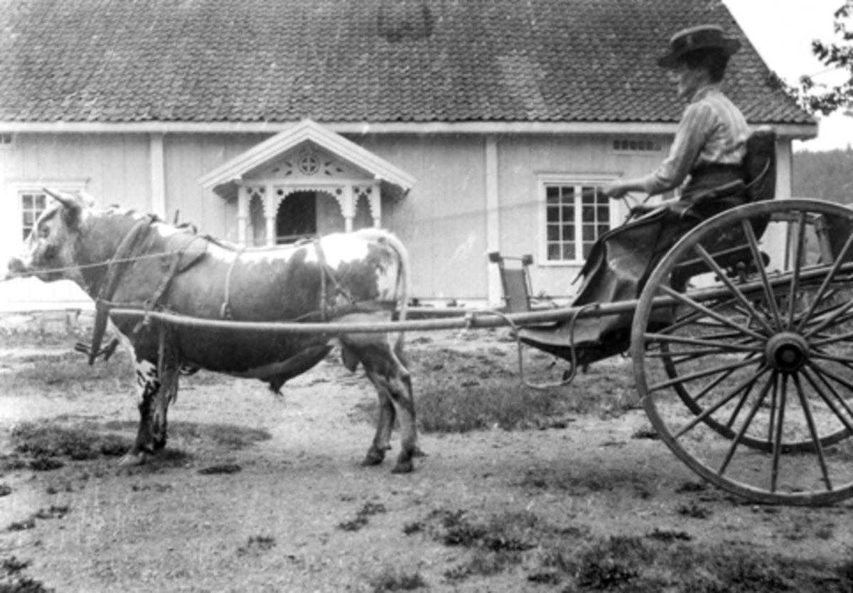 Oline Finstad kjører med okse og karjol på Mørkved store, Furnes.