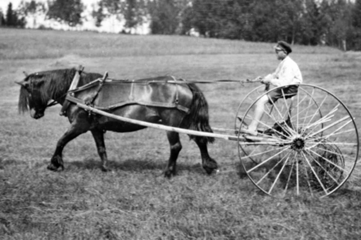 Hest med sleperive på Ousdal nordre, Nes, Hedmark rundt 1900. Kusk er Jørgen Ousdal (1888-1965).