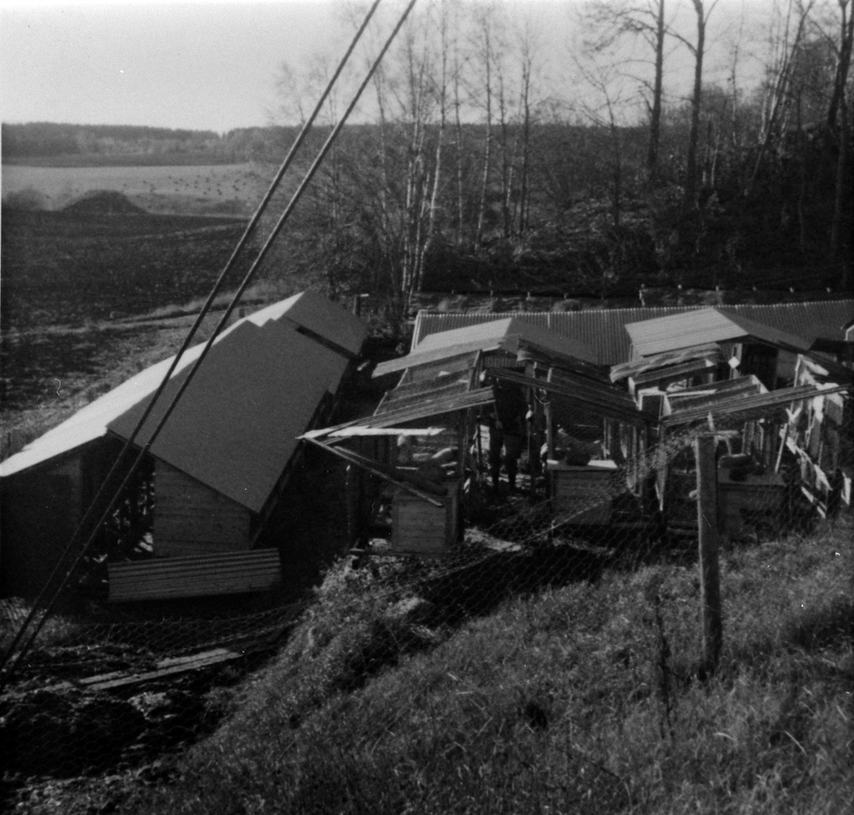 Pelsdyrgården, Haugen, Veldre, Ringsaker. 1970.