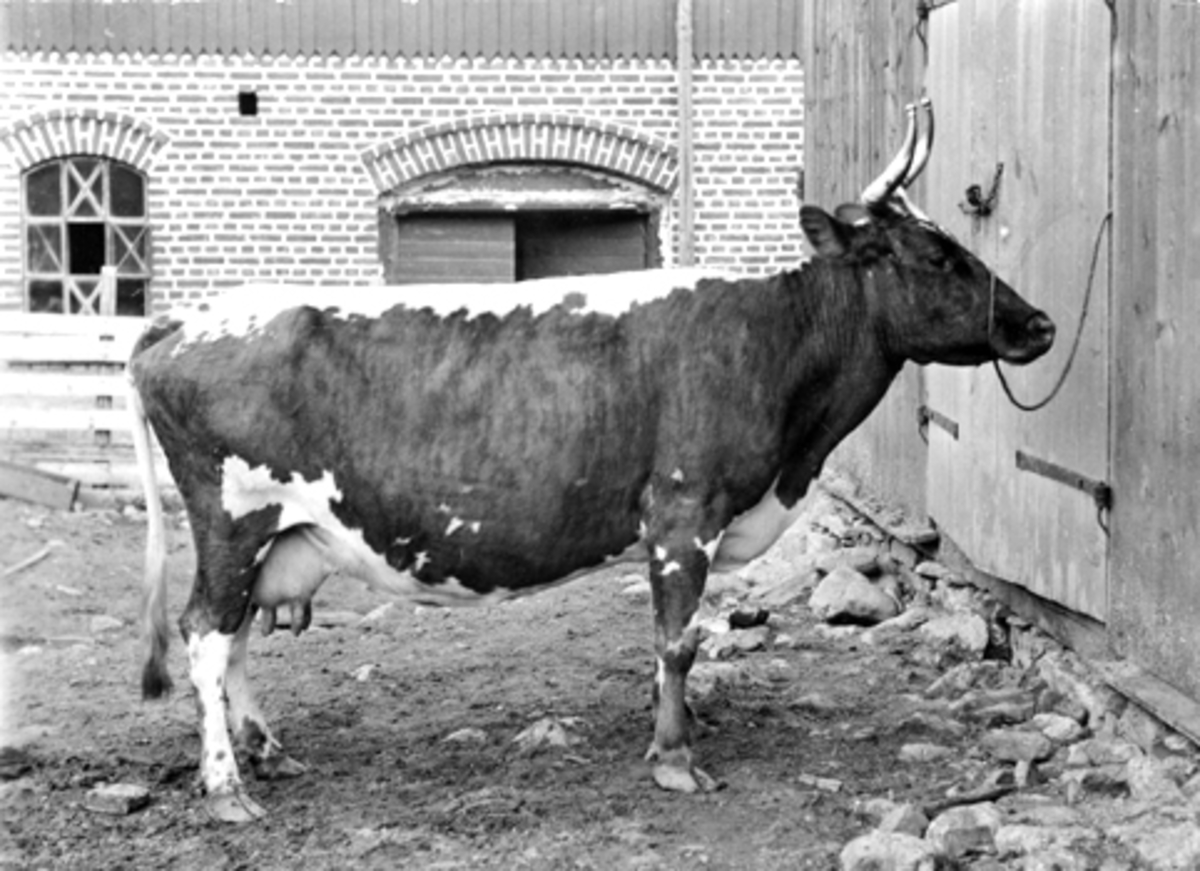 Telemarkskua "Viktoria" bundet utenfor fjøset på Grefsheim, Nes, Hedmark i 1902.