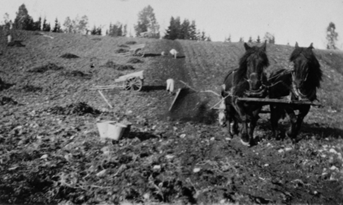 Potetonn på Busmundrud, Åsmarka, Ringsaker.  Hester i tospann med potetopptager. Potetplukkere.