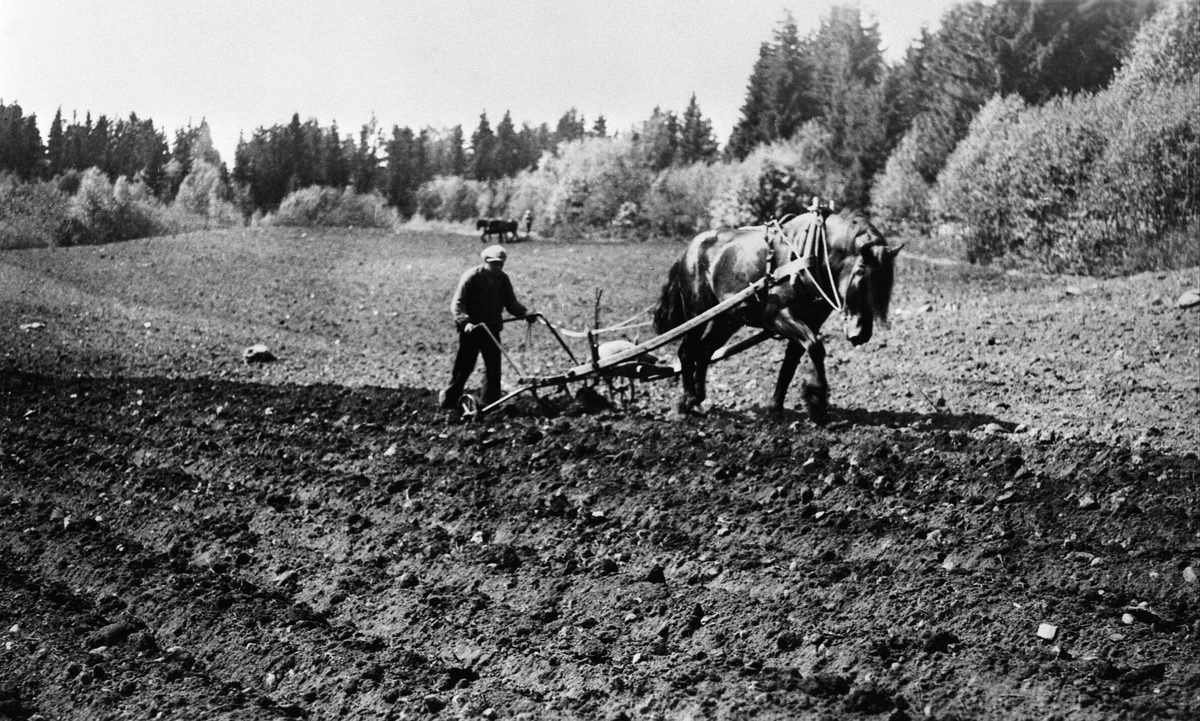 VÅRONN, POTETSETTING, JØRGEN OSKARSEN, HESTEN SNØGG MED POTETPLOG, LANGJORDET, HAFSAL 