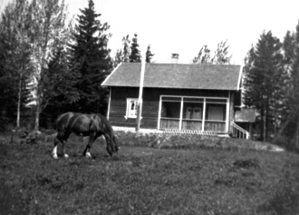 HESTEN TIL HALVOR H. TØNSETH BEITER, "BRUNEN", SKOGRO VED TORVBUA