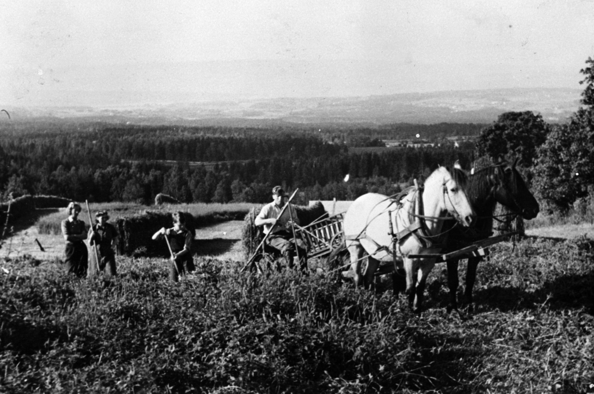 HØYONN, SLÅTTONN, GUDBRAND SKJESET PÅ SLÅMASKIN MED HEST, KAREN VESTIN, KAREN BUSTERUD, GUTT, SKJESET MITTRE