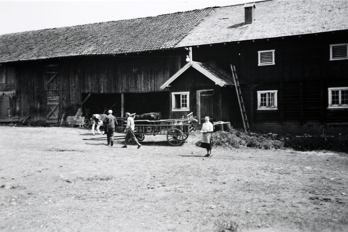 82/5 Dystvoll østre. Kvige transporteres i høyvogn. F. v. Jens, Johan og Antonie Dystvoll. Ca. 1955. 