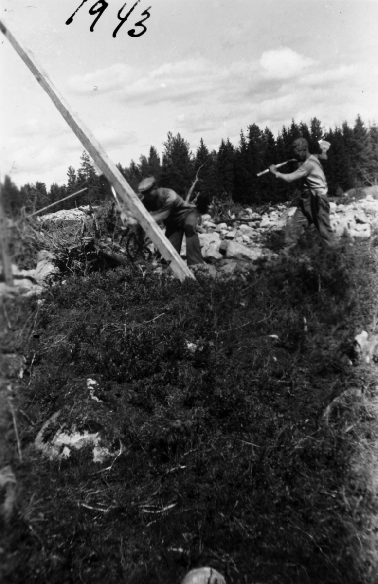 Nydyrking på Midtre Kartomten i Øvre Vang H. 1943. Martin Pedersen Maribo og Laurits Kartomten dyrker ny åker i Hagajordet mot Nygard. Laurits dyrket ca. 30 dekar jord i Hagan. Den vestre delen under krigen og den østre delen i 1950 årene. Stubbebryter. 
