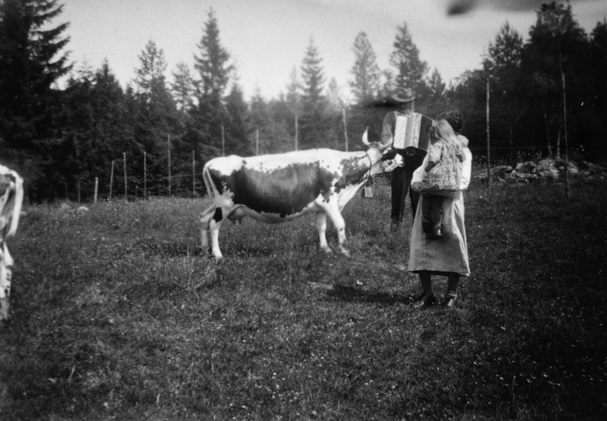 Den første kua de eide sjøl i Vesterhagen var ”Blomster”. Andreas Jørgensen spiller på trekkspillet. Pauline har minstejenta Karen på armen. Ca 1940. Fotograf: Alfred Eliassen. 