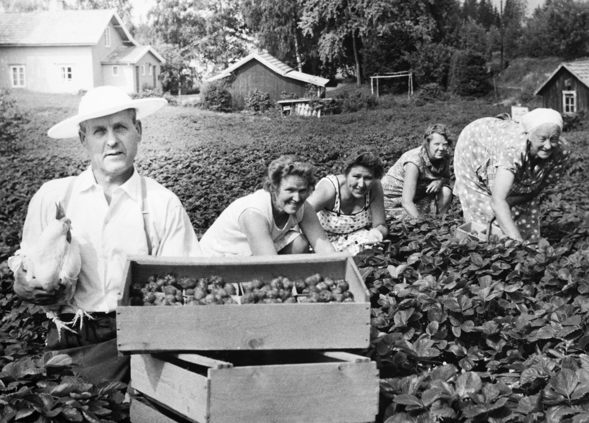 Fra jordbæråkeren i Mælum av Slemsrud. ca 1965. Fra Venstre: Erling Kartomten, Berthe Søberg, Agnes Nordstad, Gudrund Kartomten og Klara Nilsson. I bakgrunn ser vi husene i Nordal. 