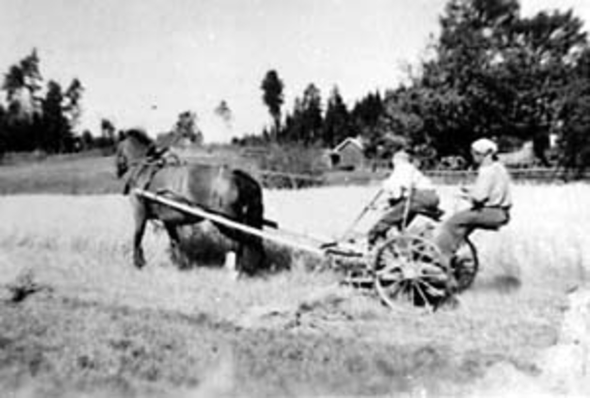 SKURONN, HEST MED SLÅMASKIN, ARNT VESTLI LEGGER AV SKÅRET, AGNES VESTLI KJØRER, SÆTERVANGEN