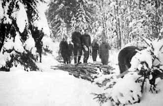 Stange, Fjetre gård, tømmerlunning i skogen, svenske skøyteløpere på trenigsleier deltar i skogsarbeide,