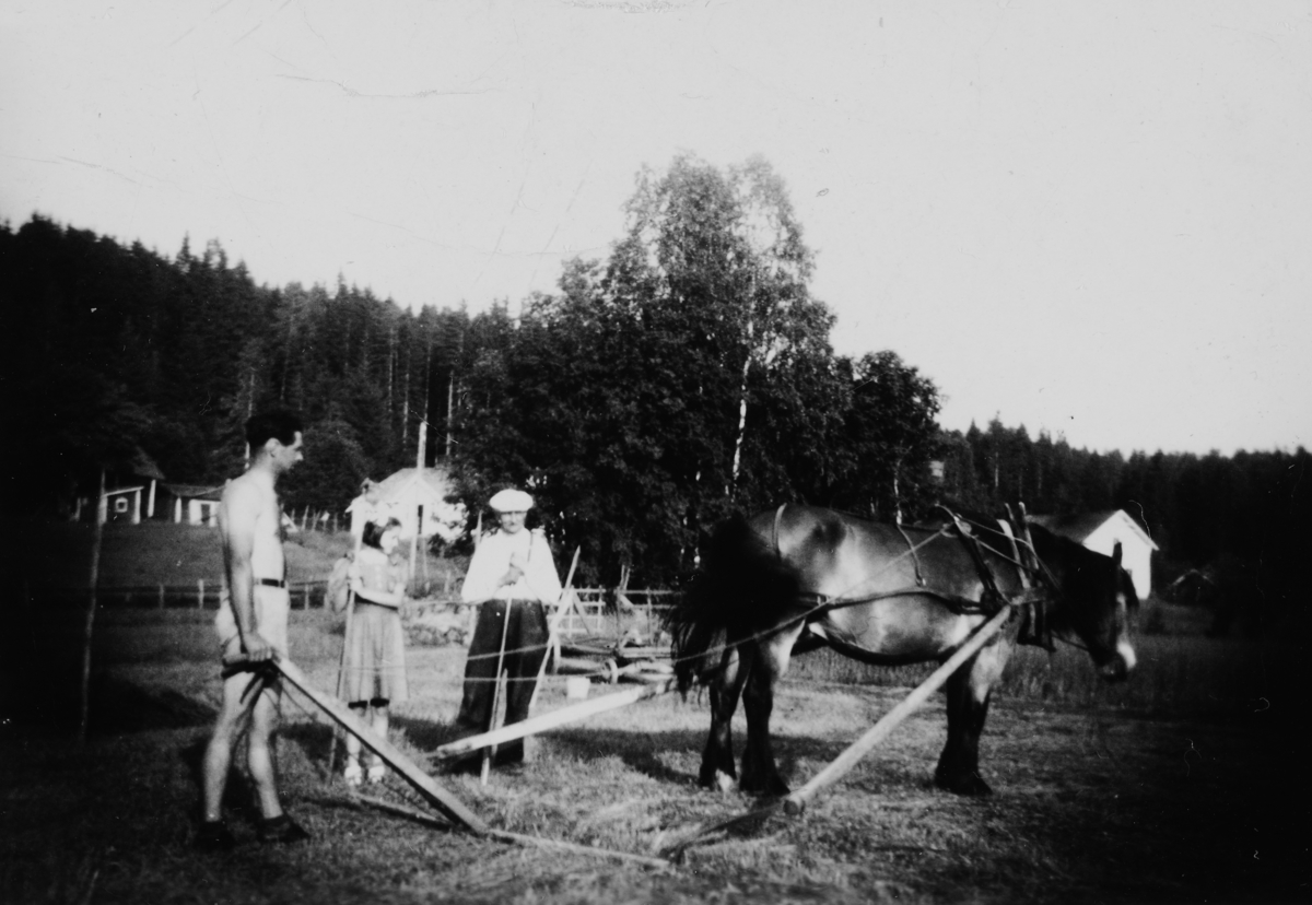Hest med rive, hesteredskap. Fossengen 1949. f. v. Reidar Amundsen, Solveig Stenhaug, Martin Amundsen. 