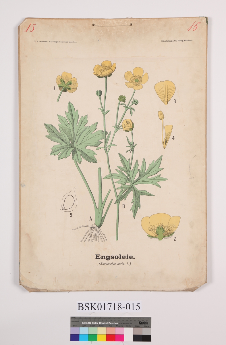 Engsolei
