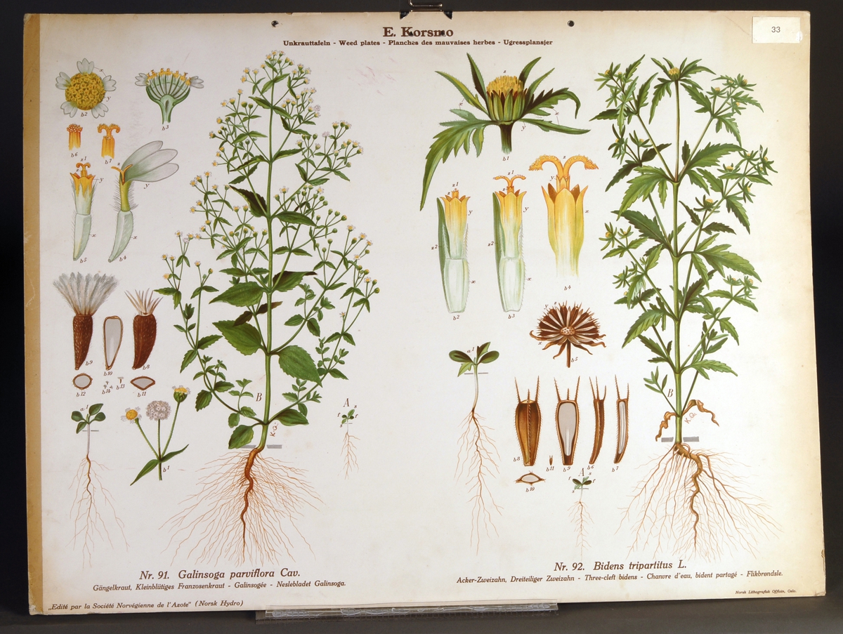 Planter, blomster, ugress; peruskjellfrø/ neslebladet Galinsoga, flikbrønsle/ flikbrøndsle, gullkrage/ gul prestekrage, åkervortemelk, jordrøyk.