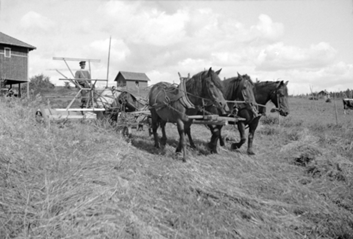 Ringsaker, Furnes, Østre Hovin gård, trespann hester drar selvbinderen i skronna, 