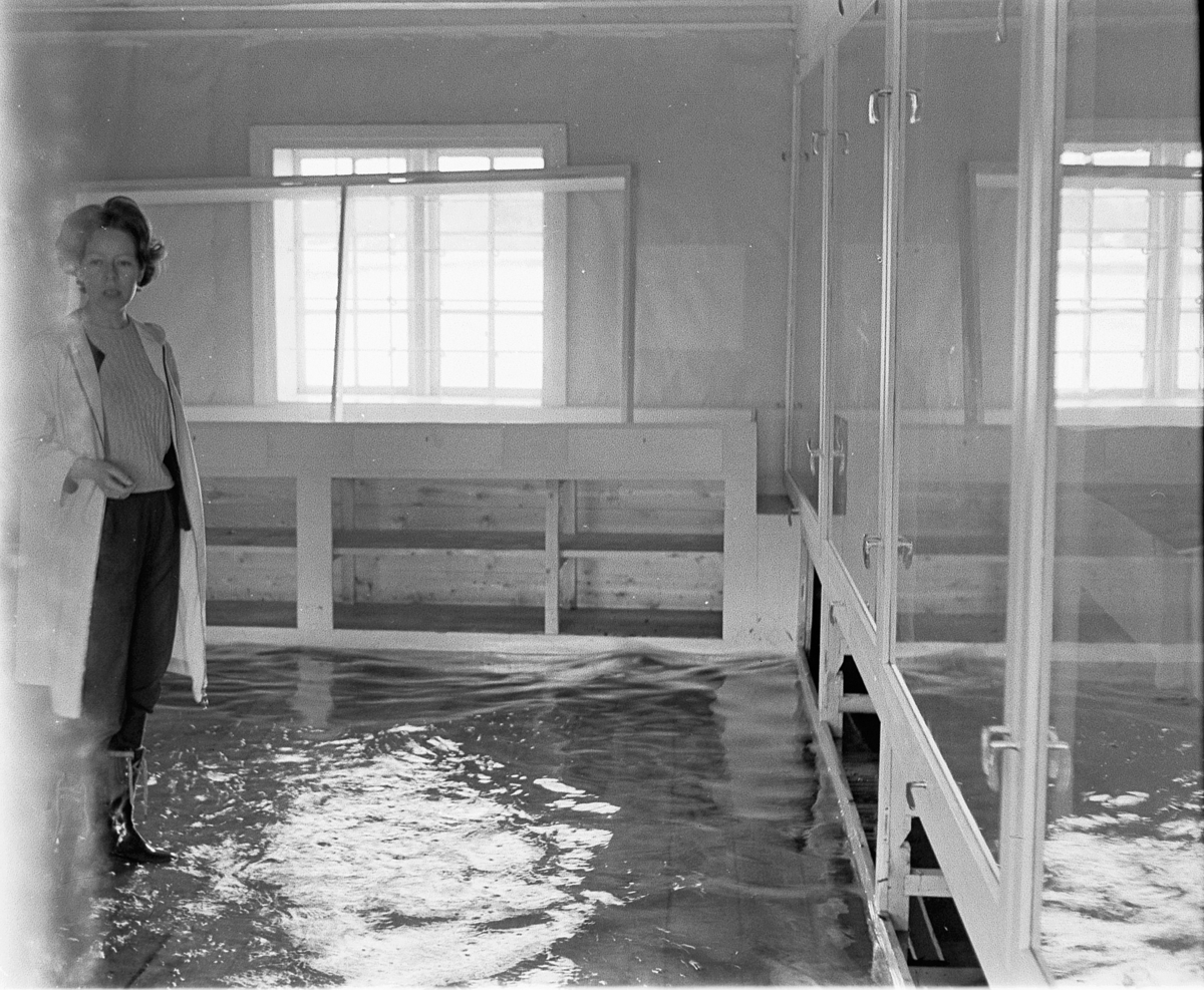 Hamar, Domkirkeodden, Løtenbygningen, mjøsflommen 1967, arkeolog Inger-Helene Wibe Müller, vann over gulvet, østrommet i første etasje,