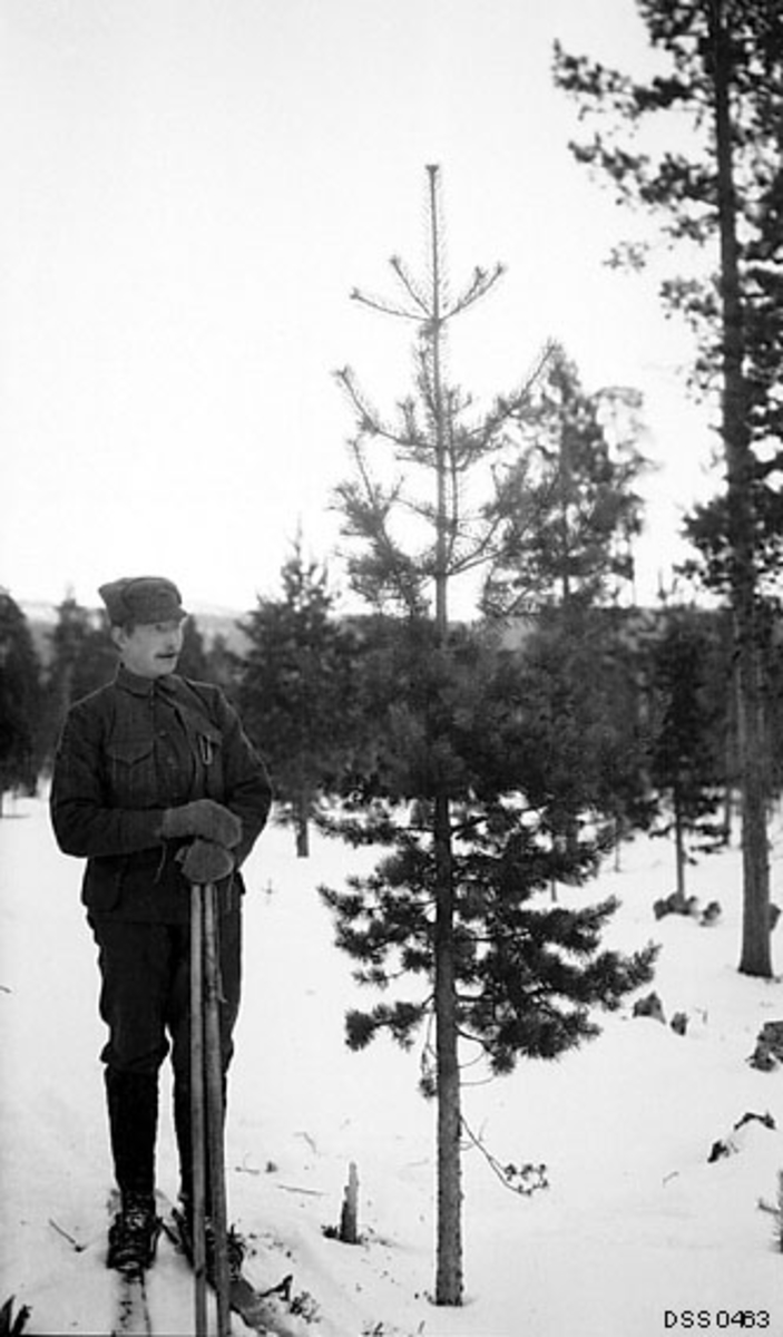 En drøyt 30 år gammel mann med ski på beina, fotografert ved ei ungfuru i Kirkesnes statsskog i Målselv i Troms.  Mannen skal være sersjant Iver Stenersen, som ble ansatt som skogoppsynsbetjent i Midtre Målselv distrikt i Tromsø skogforvaltning i 1913 med ei årslønn på 200 kroner.  Stenersen var også odelsarving til eiendommen Alapmo (gnr. 36, bnr. 3) i Målselv, der faren hans fortsatt var bruker da Iver Stenersen fikk stillingen som skogoppsynsbetjent. 