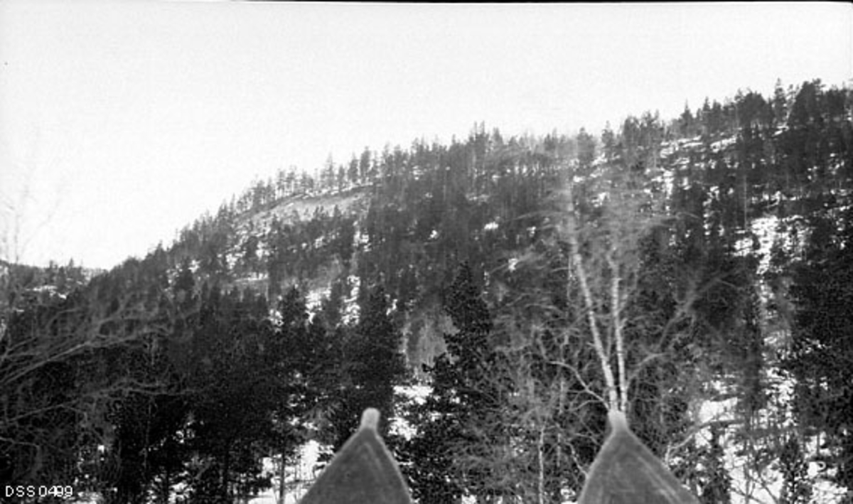 skogbestand, interiør, ås, snø