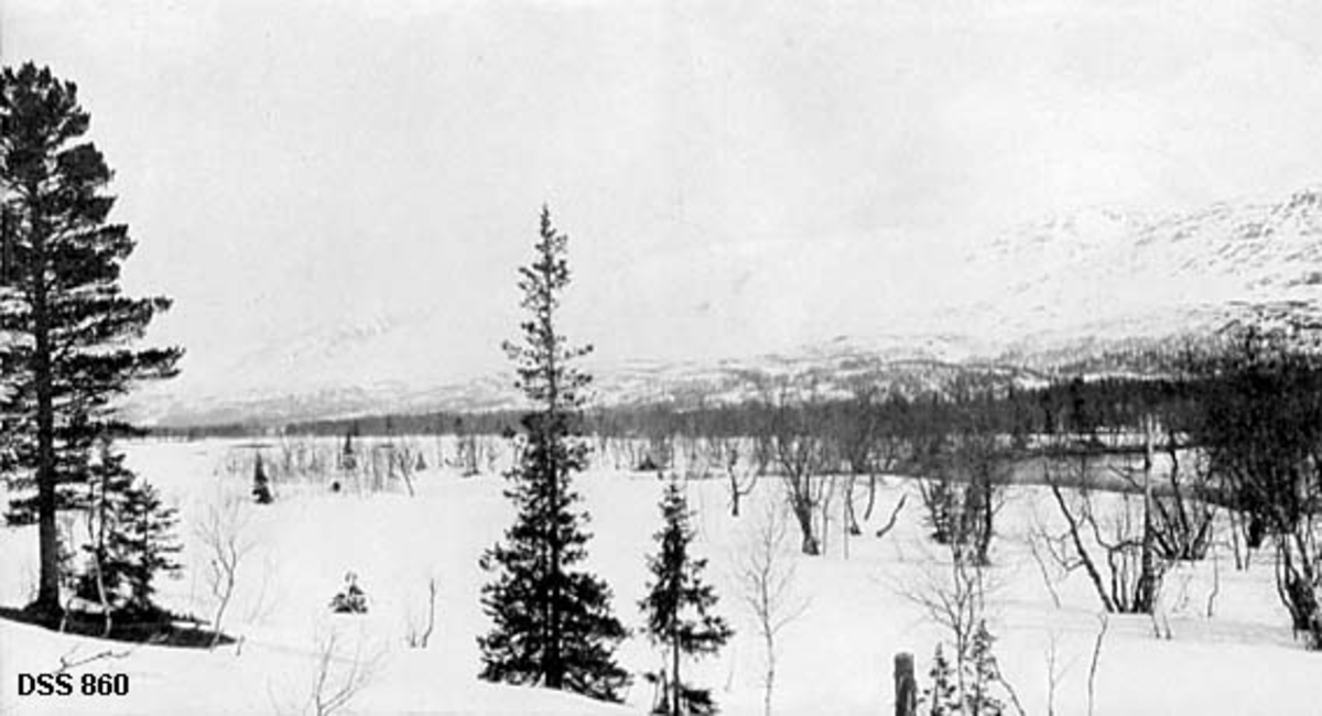 Snødekt landskap ved Nedre Fiplingvatn i Grane.  Høyre del av et todelt "panoramaopptak". Fotografiet er tatt mot ei stor kvit flate, antakelig den is- og snødekte flata på nevnte vatn.  Til høyre i bildet ses ei åpen elv som kommer fra det bakenforliggende vatnet.  Til venstre i forgrunnen to furuer.  Langs strendene vokser det barskog i et smalt belte med snødekt snaufjell ovenfor. 