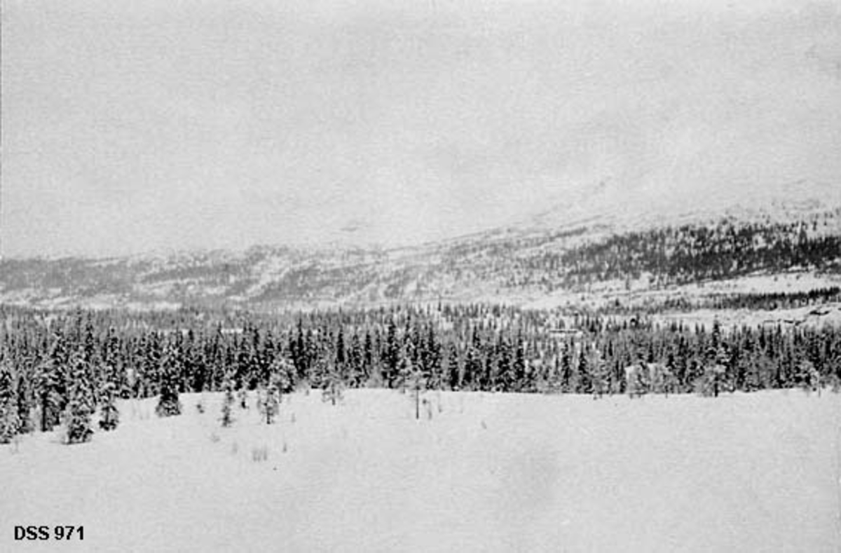 Vinterbilde fra Storforshei statsskog.  Høyre halvdel av et todelt "panoramaopptak".  I forgrunnen ei myr, i mellomgrunnen et forholdsvis tett granbestand. Ved overgangen mellom granbestandet og en bakenforliggende fjellrygg skimtes enkelte rydninger med hus i det fjerne. 