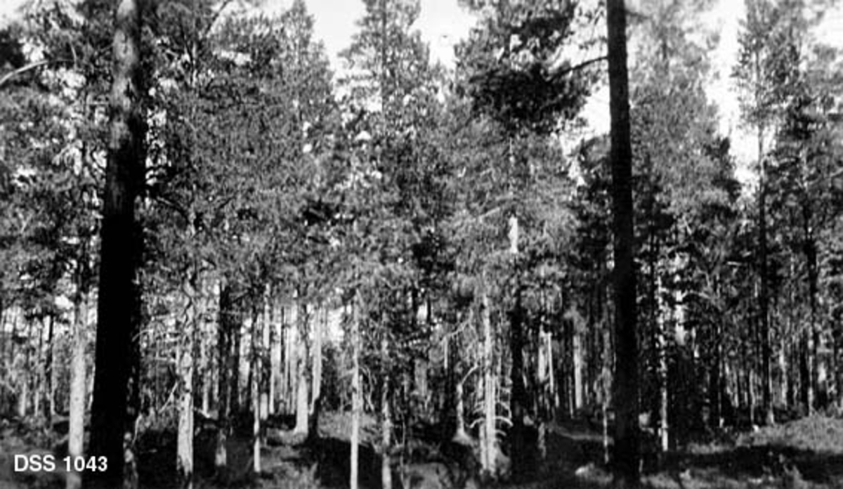 Furubestand i Tjuvålia i Beiarn statsskoger.  Fotografiet er tatt på en litt skrinn mo der det står furutrær med litt varierende diameter.  Markvegetasjonen domineres av lyng. 