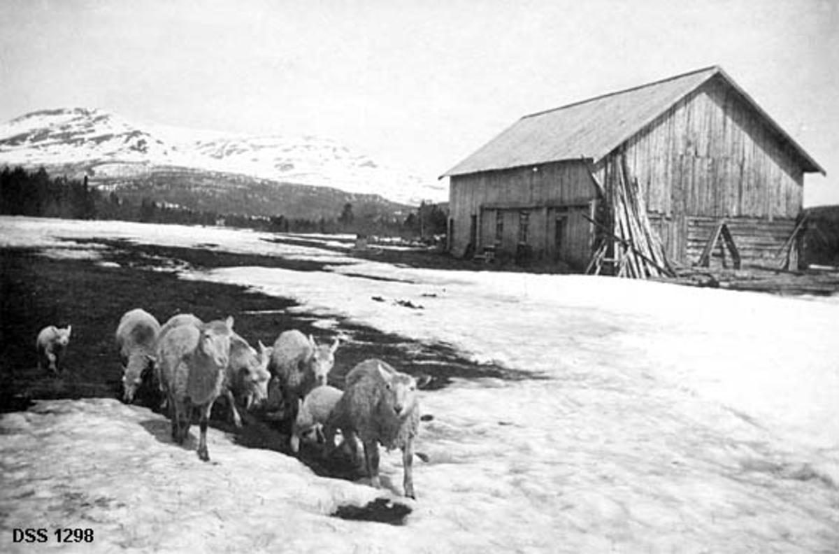 Sauer møter våren i tunet på Vollan i Susendalen.  Sauene er på veg fra en barflekk i et delvis avsmeltet terreng mot fotografen.  I bakgrunnen driftsbygningen på bruket, der 1. etasje er oppført i lafteteknikk, mens den overliggende løedelen er av bordkledd bindingsverk.  En snøplog, en stutting og en del hunved er reist mot løegavlen. I bakgrunnen skimtes ei rand av barskog og det delvis snødekte fjellet Kvalpskaraksla.

Dette fotografiet finnes i heftet «Susendalen 1827-1927», skrevet av forstmannen Otto Bugge (1881-1955). Denne publikasjonen skulle markere 100-årsjubileet for at dette dalføret fikk jordbruksbosetning. Her er Vollan omtalt slik: 

«Den gård i Susendalen som har mest dyrket mark er Vollan, bygdens nest eldste gård. Man ser her på billede nr. 20 [dette motivet] sauene ute på tunet og låvebygningen til høire med Kvalpskartind og Haugen i bakgrunnen.»