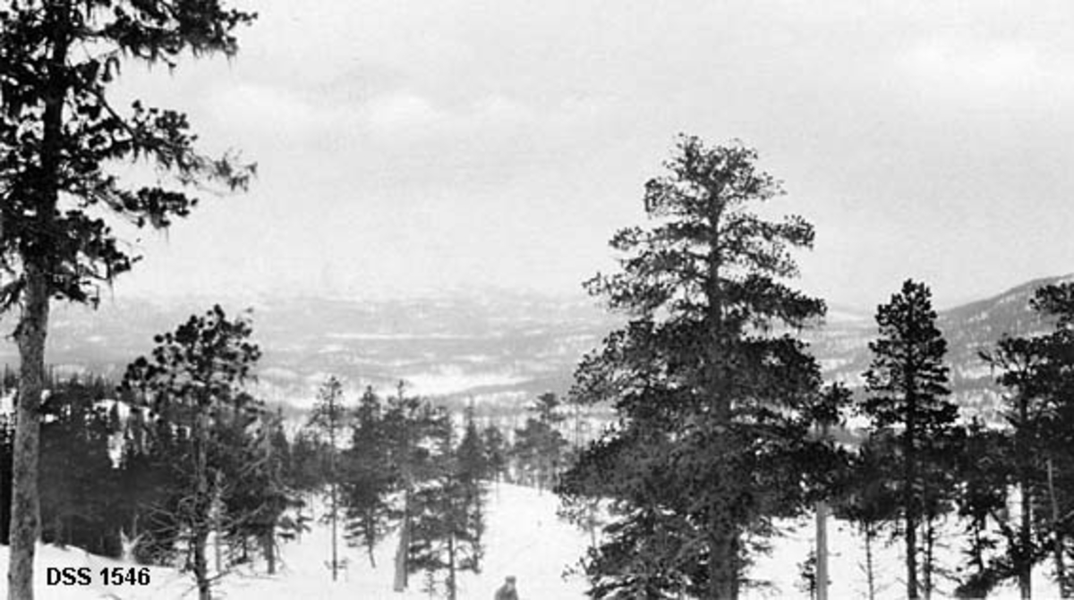 Vinteropptak med utsikt over et snødekt Nesådalføre.  Fotografiet er tatt fra ei li der bare en del eldre, spredte furutrær står igjen etter hogst.  Nedenfor ser en et vidt dalføre med en del barskog. Landskapet i bakgrunnen blir gradvis borte i dis. 