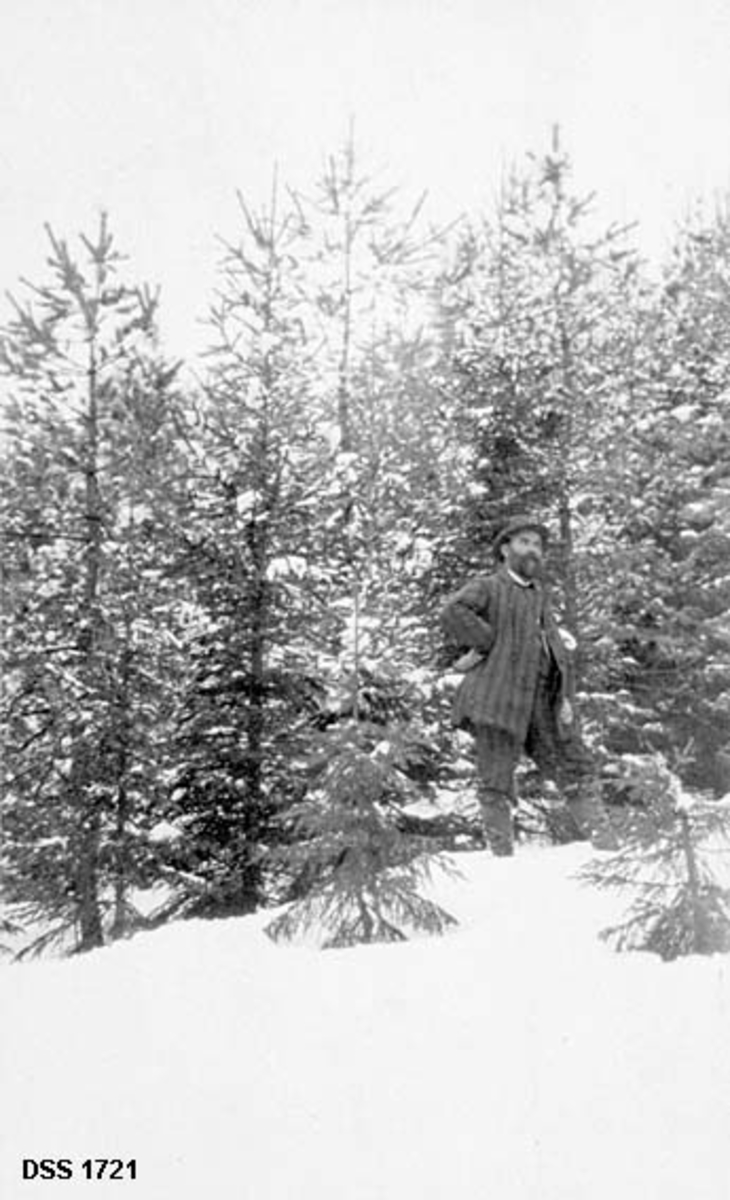 Skoginspektør Wilhelm Kaurin ved om lag 25 år gammelt plantefelt i Malvik i Sør-Trøndelag.  Skoginspektøren er iført mørk, stripete, lang jakke og bukse av samme stoff.  Plantefeltet er av furu ispedd noe gran.  Vinteropptak med snødekt mark. 