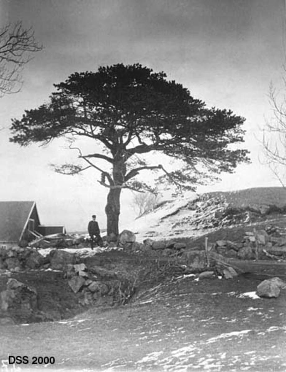 Furu på Høyland prestegard i Sandnes.  Fotografiet er tatt i et jordbrukslandskap, like ved garden.  I forgrunnen ei grasslette som krysses av en veg, delvis avgrenset av steingjerder.  Bak dette gjerdet ei gammel, forholdsvis lav furu med vid krone.  En mann står ved steingjerdet og furua.  Til venstre i bildeflata skimtes gavlen på en driftsbygning. 
