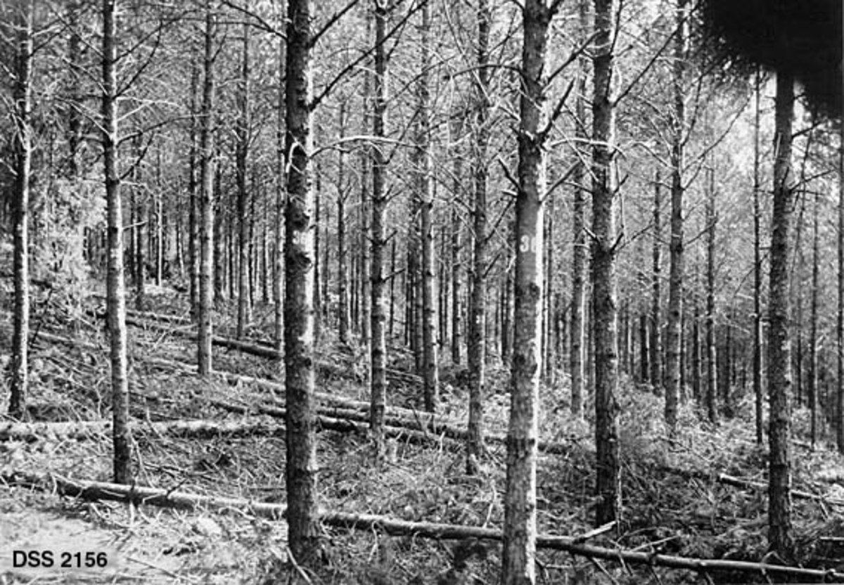 Fra det statlige skoganlegget Høylandkomplekset på Jæren. Fotografiet er tatt 38 år etter at denne delen av anlegget ble tilplantet, og like etter at feltet var tynnet.  På bakken ligger en del vekktynnete furutrær.  På rot står det fortsatt trestammer med nummere innmalt på barken.  Numrene vitner om at vekstutviklinga i bestandet følges som et forsøksfelt. 