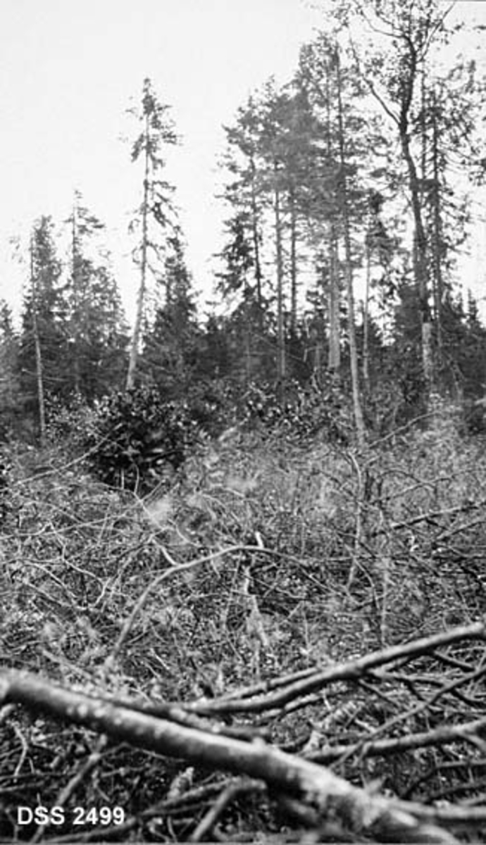 Forsumpet skogparti i Sem prestegardsskog.  Kvist, gras- og buskvegetasjon i forgrunnen, enkelte graner med dårlig kvistsetting og lite bar, i bakgrunnen mer livskraftig gran- og furuskog. 