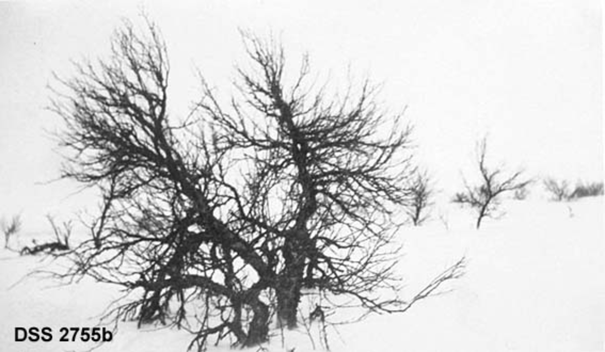 Fjellbjørkeskog på snødekte vidder.  Fotografiet er fra Kongsvangene i statsallmenningen i Ringebu østfjell. Det finnes to ulike opptak på samme kartotekkort i samlinga fra den statlige skogetaten.