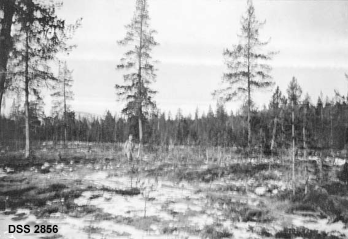 Frøtrestilling ved Elvseter i Rendalen statsallmenning.  Flatt landskap med noen digre furuer og en underskog der bjørka foreløpig er mer framtredende enn ungfurua.  En mann (skogfunksjonær) går i bestandet.  Tettere furuskog i bakgrunnen.  Uskarpt opptak. 