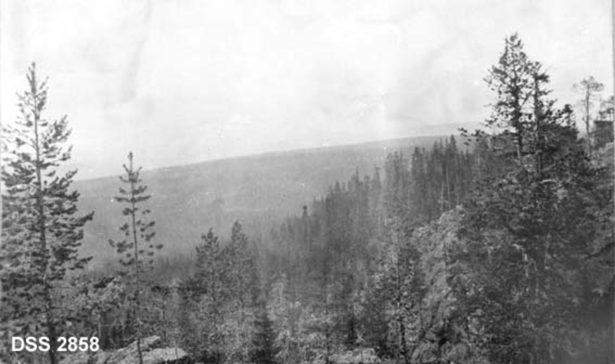 Utsikt over skogparti i Rendalen statsallmenning.  Bergparti med spredt furuskog i forgrunnen, li med nåleskog videre innover i bildet.  Snaufjell i bakgrunnen. 