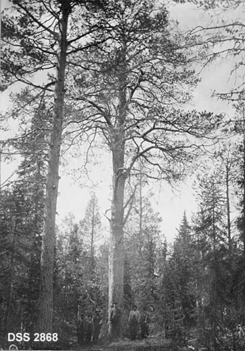 Storfuru i blandingsbestand (gran, furu og bjørk) øst for Fløten i Osdalen i Rendalen statsallmenning.  Seks skogsarbeidere har tatt oppstilling ved stortreet, som tydeligvis har gått under navnet "Holefurua". 