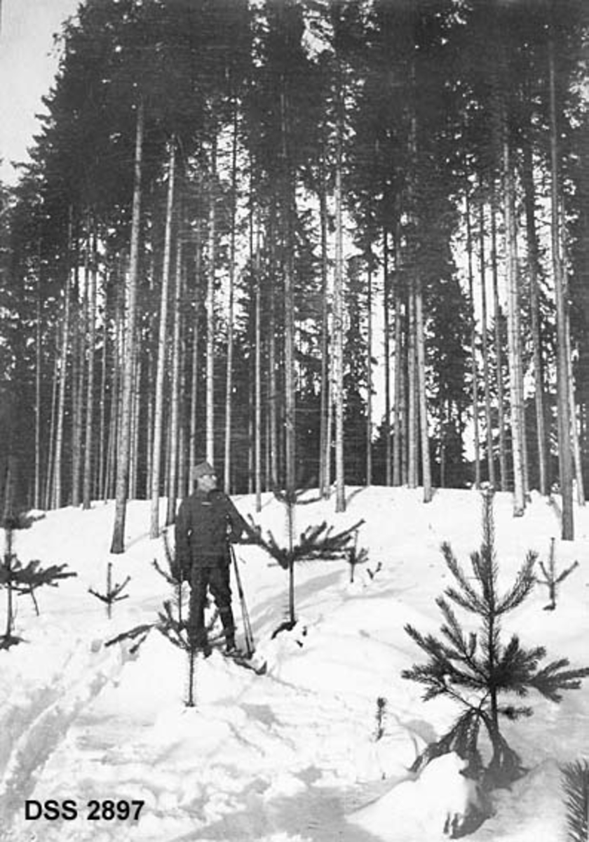 Skoglandskap fra Ringsaker prestegardsskog.  Vi ser en skigående skogfunksjonær i furuplanting fra 1905 i forgrunnen.  I bakgrunnen sto et tynnet, stort og kvistfattig granbestand.  (Se ellers signatur/påskrift-rubrikken)