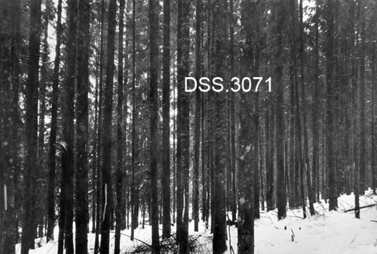 Granbestand i Eidskog prestegardsskog.  Forholdsvis tett granskog med kvistfattige stammer. Bildet er tatt like før tynning, enkelte av stammene har blinkebless.  Vinteropptak. To kopier.  Jfr. DSS 3072

En av kopiene har følgende påskrift: "Fra Eidskog prestegårdsskog.  Yngre granbestand gjennemblinket med tynningsblink 1912 - rundlastdrift.  Av de ca. 80 stammer på billdet er ca. 40 hugget - det meste av mindre dimensjoner med tils. 20 a 30 % av massen. "
